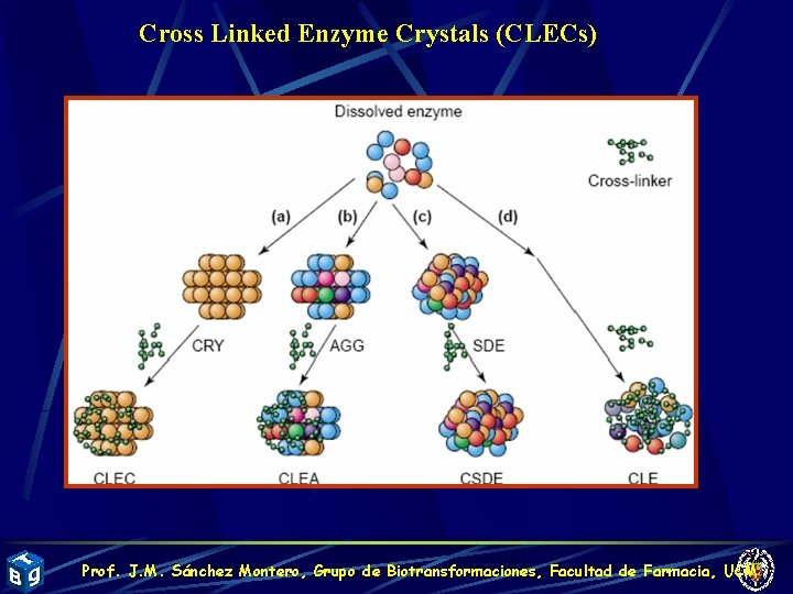 Cross Linked Enzyme Crystals (CLECs) Prof. J. M. Sánchez Montero, Grupo de Biotransformaciones, Facultad