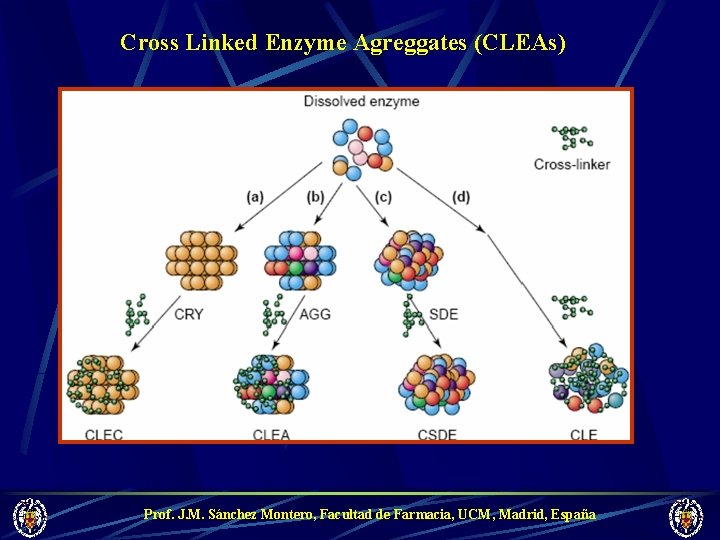 Cross Linked Enzyme Agreggates (CLEAs) Prof. J. M. Sánchez Montero, Facultad de Farmacia, UCM,
