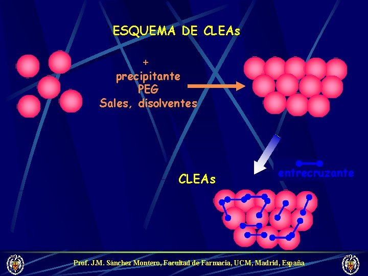 ESQUEMA DE CLEAs + precipitante PEG Sales, disolventes CLEAs entrecruzante Prof. J. M. Sánchez
