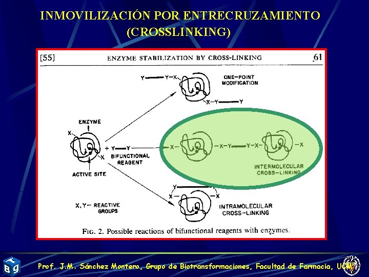 INMOVILIZACIÓN POR ENTRECRUZAMIENTO (CROSSLINKING) Prof. J. M. Sánchez Montero, Grupo de Biotransformaciones, Facultad de