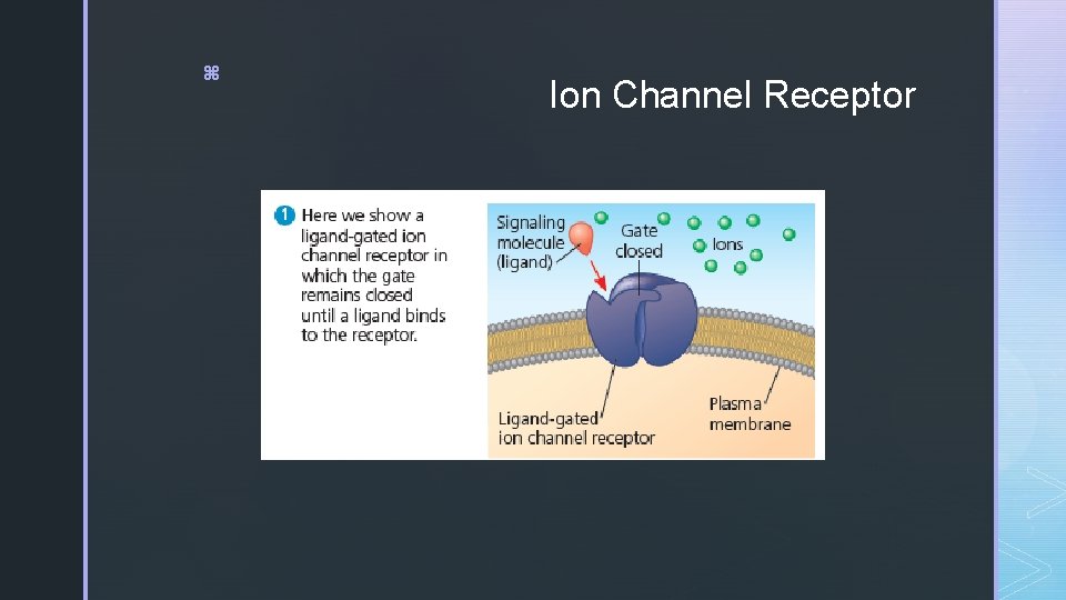 z Ion Channel Receptor 