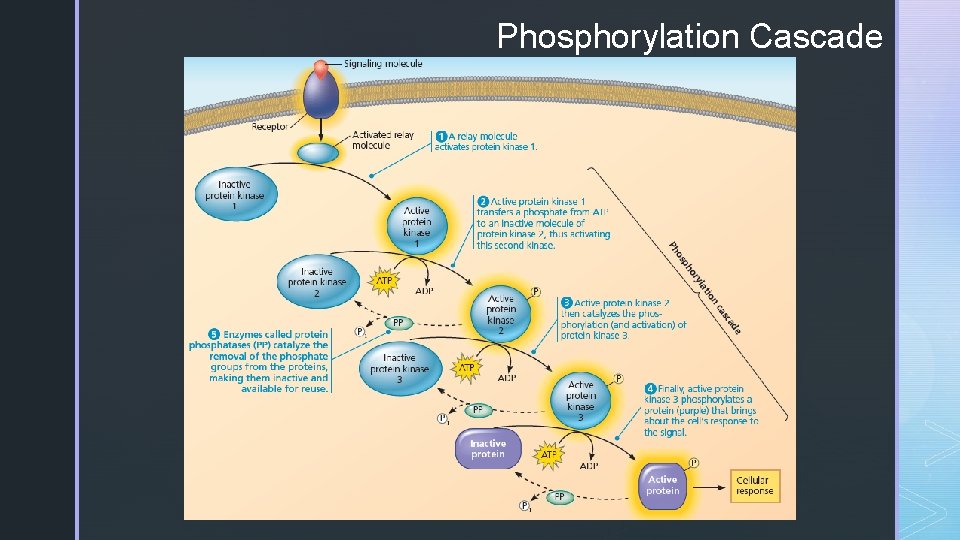 Phosphorylation Cascade z 