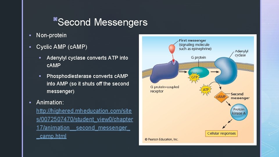 z Second Messengers § Non-protein § Cyclic AMP (c. AMP) § Adenylyl cyclase converts