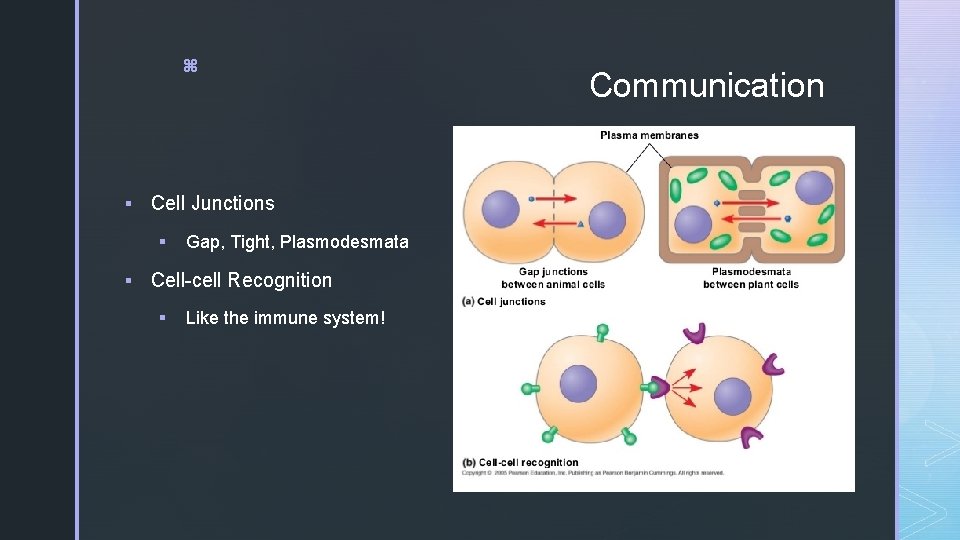 z § Cell Junctions § Gap, Tight, Plasmodesmata § Cell-cell Recognition § Like the