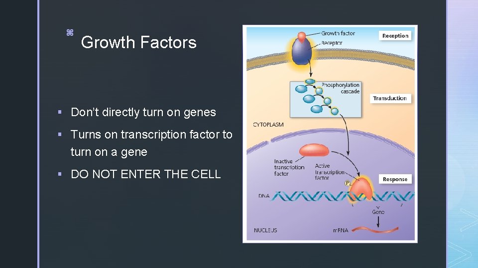 z z Growth Factors § Don’t directly turn on genes § Turns on transcription