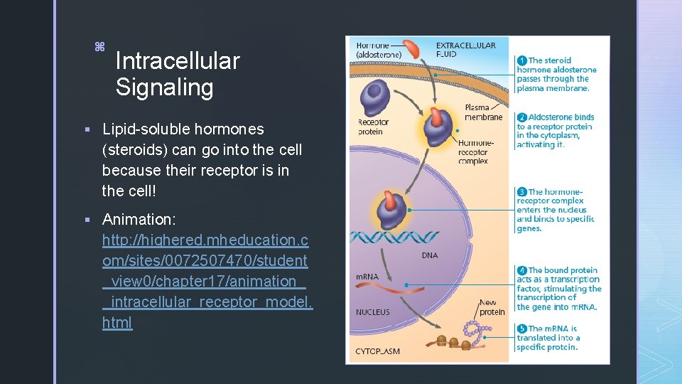 z z Intracellular Signaling § Lipid-soluble hormones (steroids) can go into the cell because