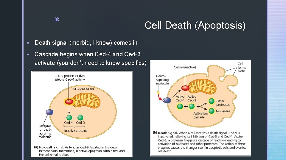 z Cell Death (Apoptosis) § Death signal (morbid, I know) comes in § Cascade