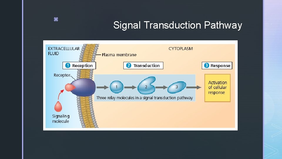 z Signal Transduction Pathway 