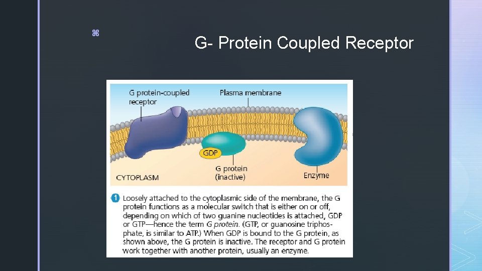 z G- Protein Coupled Receptor 