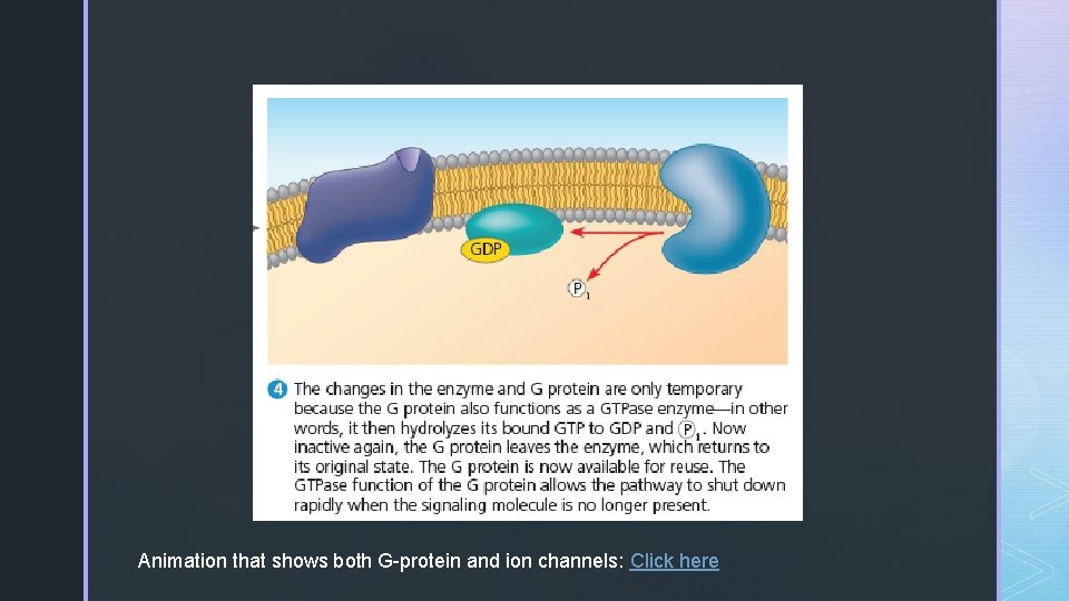 Animation that shows both G-protein and ion channels: Click here 