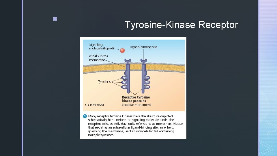 z Tyrosine-Kinase Receptor 