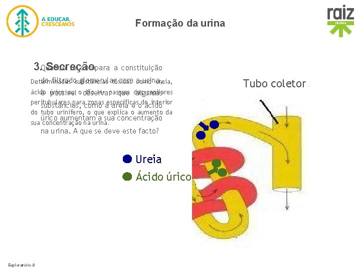 Formação da urina se compara 3. Quando Secreção a constituição do filtradosubstâncias glomerular com