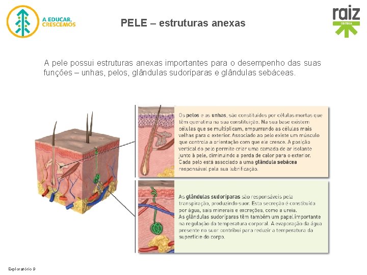 PELE – estruturas anexas A pele possui estruturas anexas importantes para o desempenho das