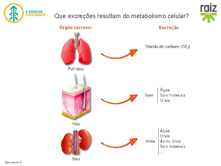 Que excreções resultam do metabolismo celular? Exploratório 9 