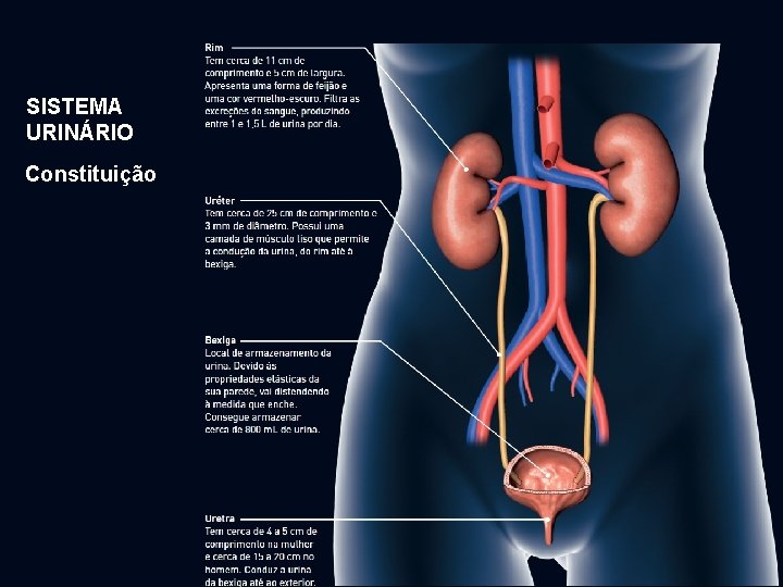 SISTEMA URINÁRIO Constituição Exploratório 9 