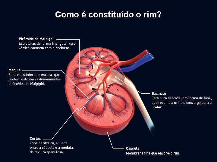 Como é constituído o rim? Exploratório 9 