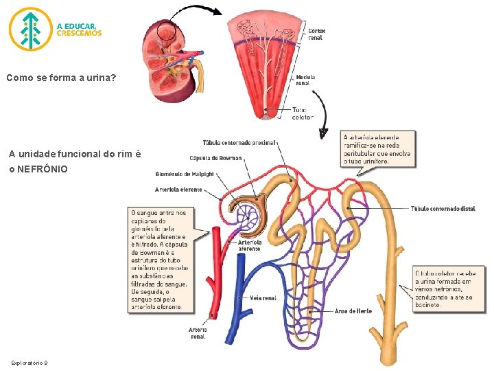 Como se forma a urina? A unidade funcional do rim é o NEFRÓNIO Exploratório