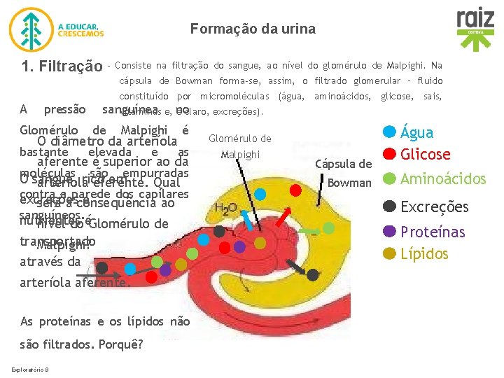 Formação da urina 1. Filtração - Consiste na filtração do sangue, ao nível do