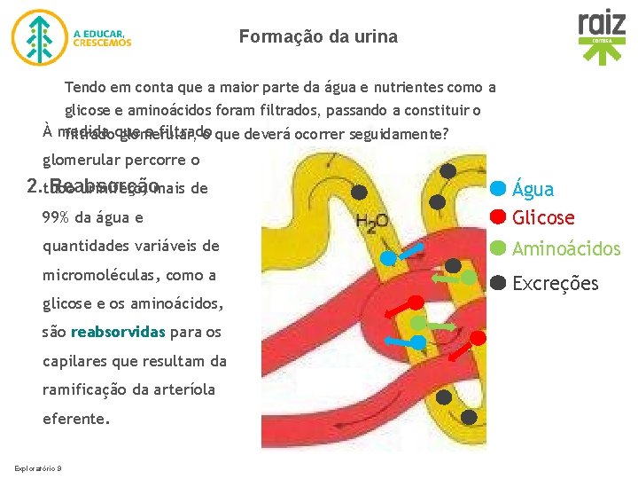 Formação da urina Tendo em conta que a maior parte da água e nutrientes