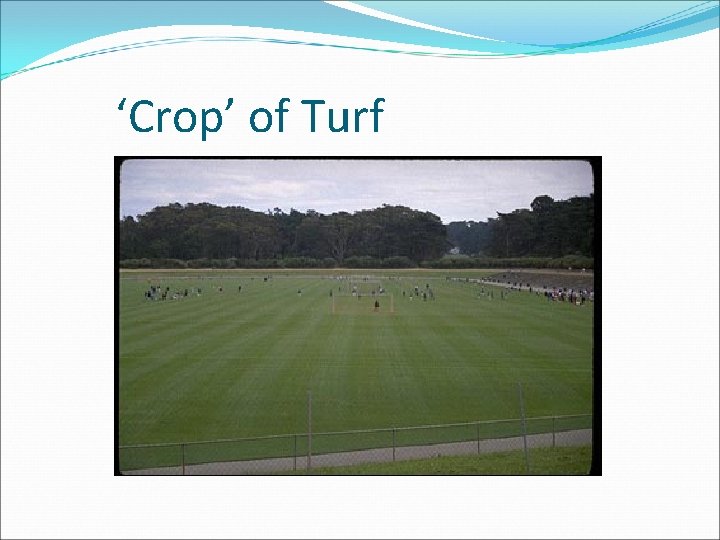 ‘Crop’ of Turf 