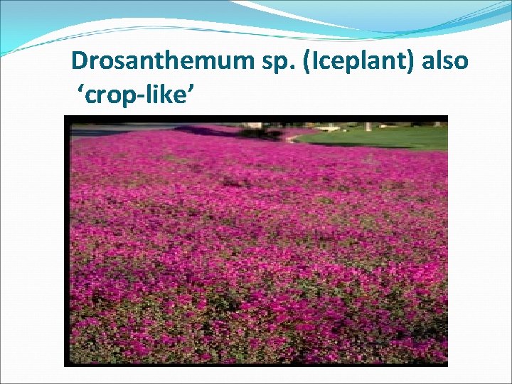 Drosanthemum sp. (Iceplant) also ‘crop-like’ 