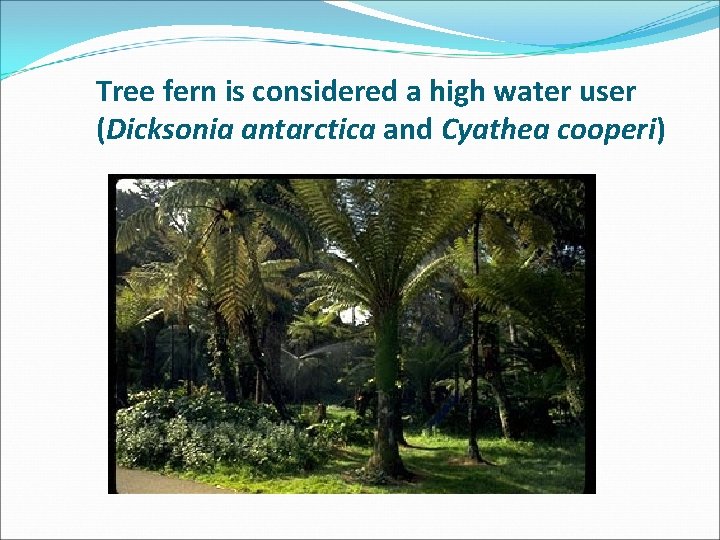 Tree fern is considered a high water user (Dicksonia antarctica and Cyathea cooperi) 