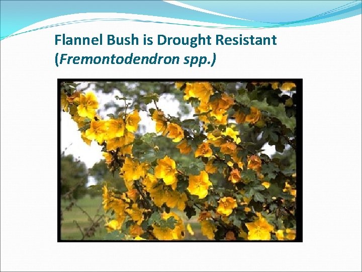 Flannel Bush is Drought Resistant (Fremontodendron spp. ) 