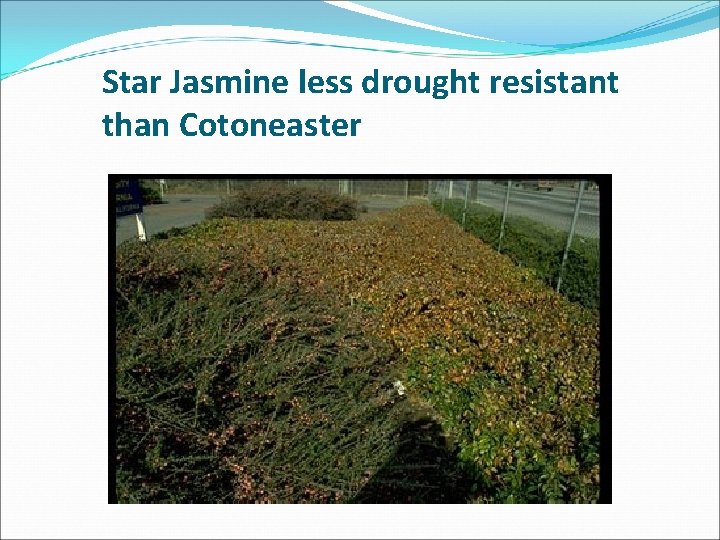 Star Jasmine less drought resistant than Cotoneaster 