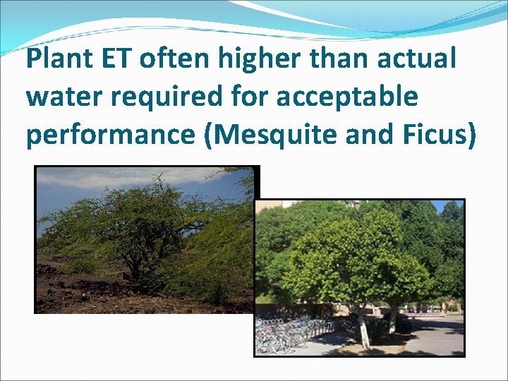 Plant ET often higher than actual water required for acceptable performance (Mesquite and Ficus)
