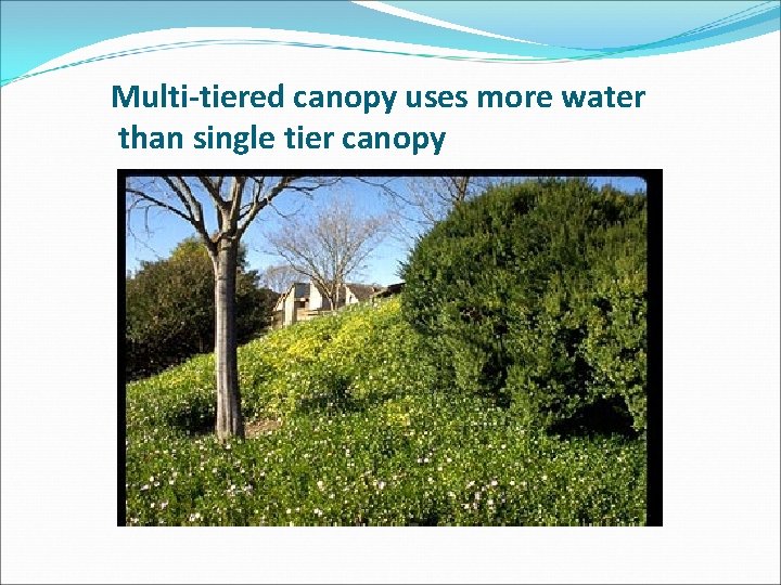 Multi-tiered canopy uses more water than single tier canopy 