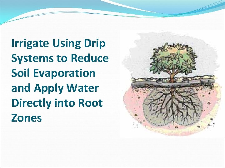 Irrigate Using Drip Systems to Reduce Soil Evaporation and Apply Water Directly into Root