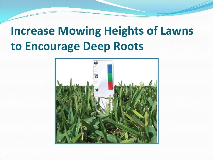 Increase Mowing Heights of Lawns to Encourage Deep Roots 