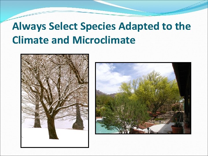 Always Select Species Adapted to the Climate and Microclimate 
