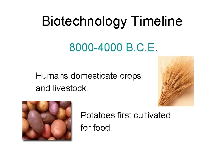 Biotechnology Timeline 8000 -4000 B. C. E. Humans domesticate crops and livestock. Potatoes first