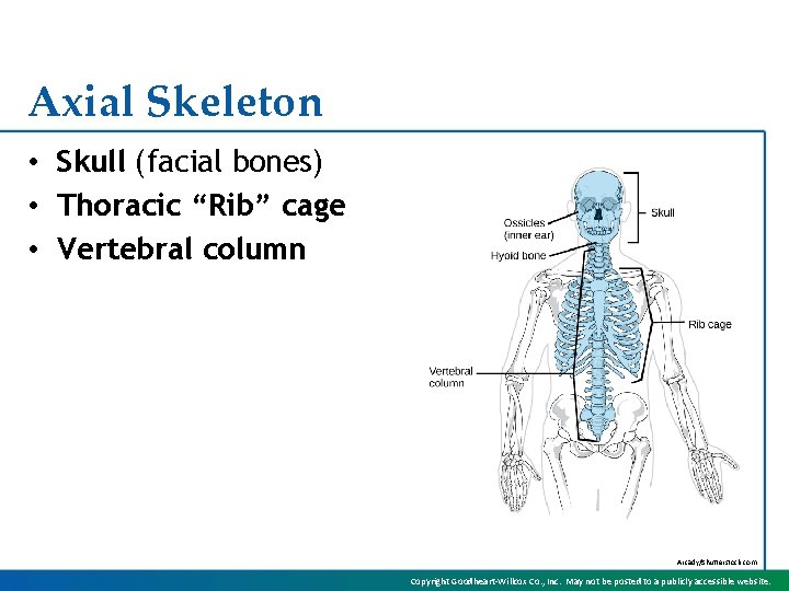 Axial Skeleton • Skull (facial bones) • Thoracic “Rib” cage • Vertebral column Arcady/Shutterstock.