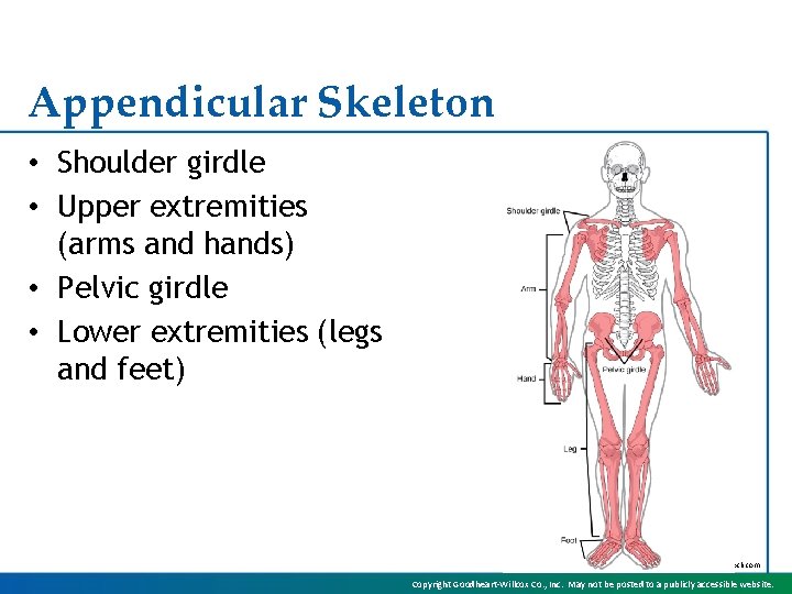 Appendicular Skeleton • Shoulder girdle • Upper extremities (arms and hands) • Pelvic girdle
