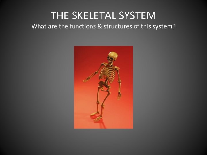 THE SKELETAL SYSTEM What are the functions & structures of this system? 