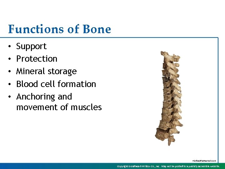 Functions of Bone • • • Support Protection Mineral storage Blood cell formation Anchoring