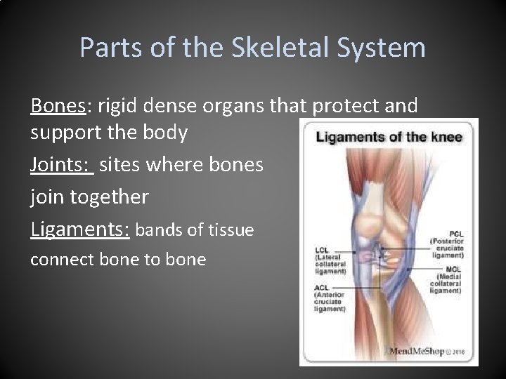 Parts of the Skeletal System Bones: rigid dense organs that protect and support the