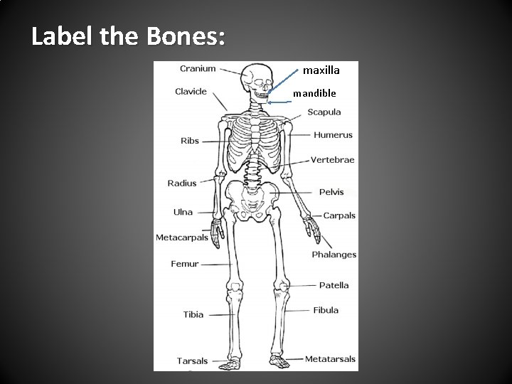 Label the Bones: maxilla mandible 