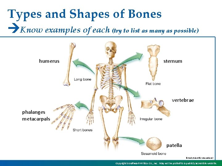 Types and Shapes of Bones Know examples of each (try to list as many
