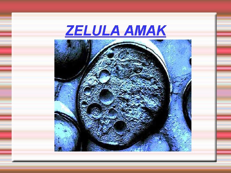 ZELULA AMAK 