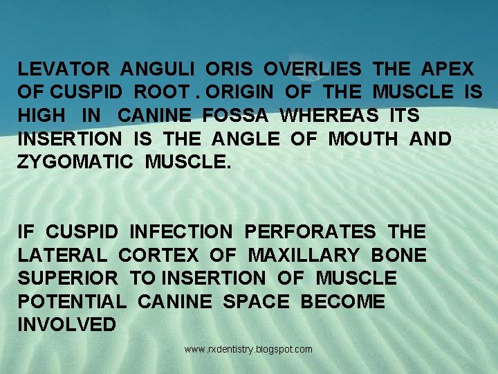 LEVATOR ANGULI ORIS OVERLIES THE APEX OF CUSPID ROOT. ORIGIN OF THE MUSCLE IS