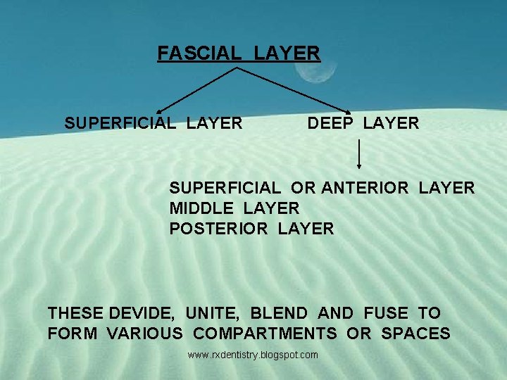 FASCIAL LAYER SUPERFICIAL LAYER DEEP LAYER SUPERFICIAL OR ANTERIOR LAYER MIDDLE LAYER POSTERIOR LAYER
