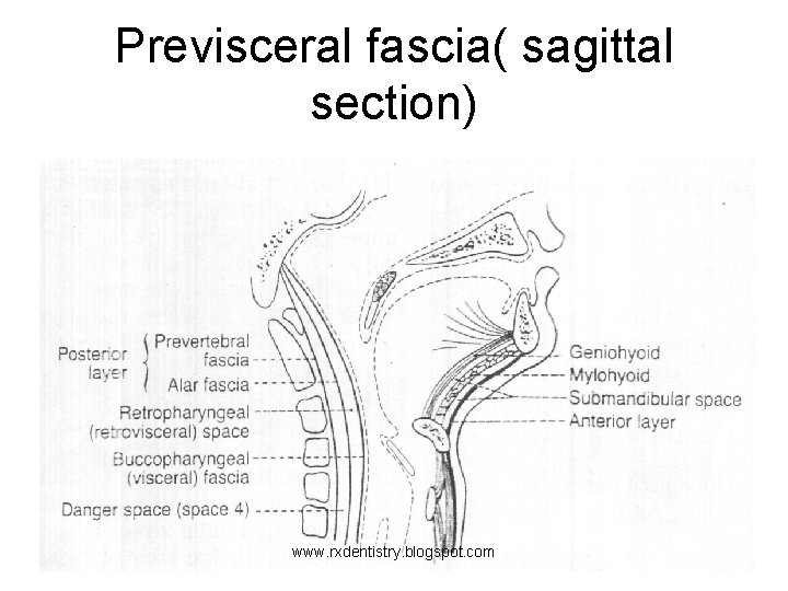 Previsceral fascia( sagittal section) www. rxdentistry. blogspot. com 