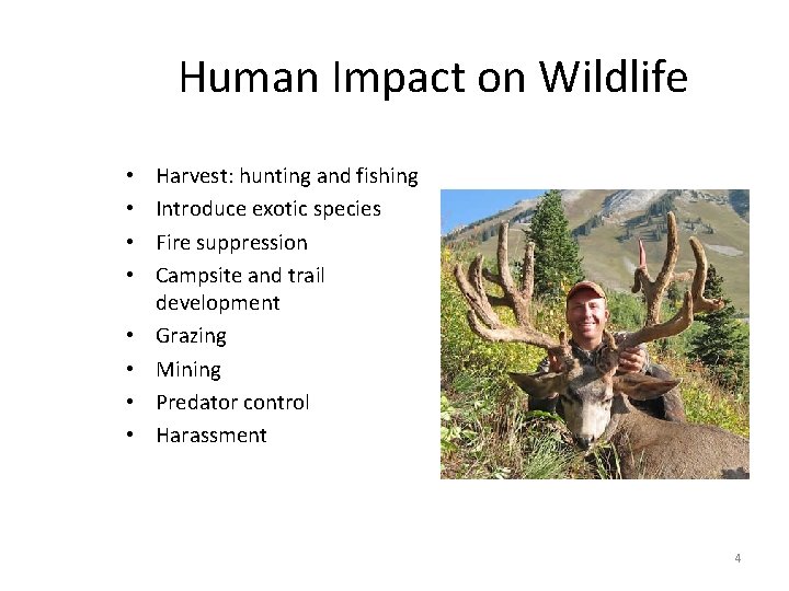 Human Impact on Wildlife • • Harvest: hunting and fishing Introduce exotic species Fire