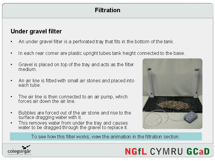 Filtration Under gravel filter • An under gravel filter is a perforated tray that