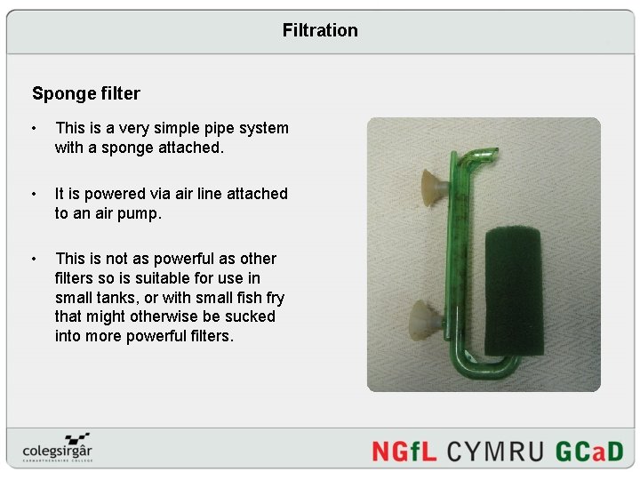 Filtration Sponge filter • This is a very simple pipe system with a sponge