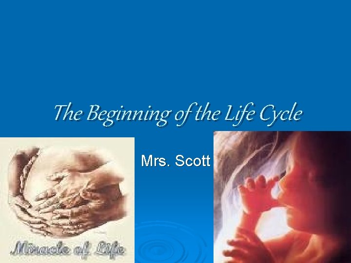 The Beginning of the Life Cycle Mrs. Scott 