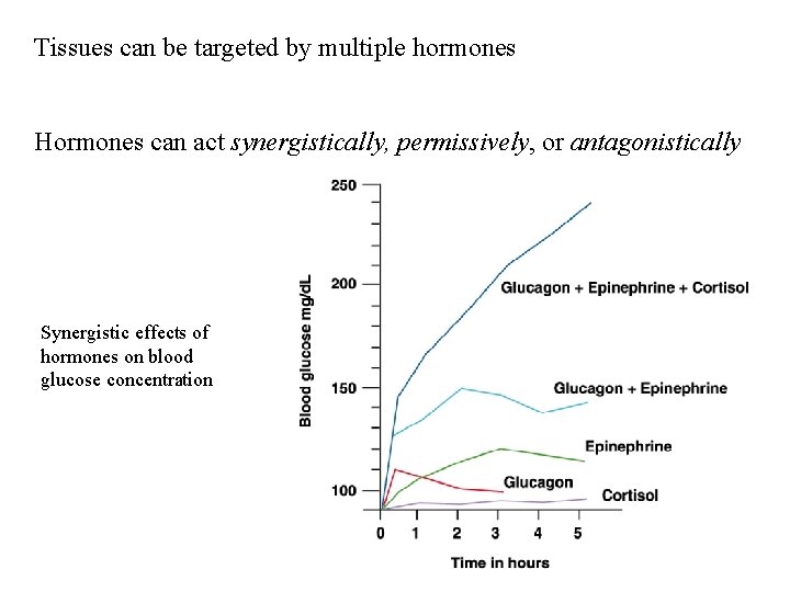 Tissues can be targeted by multiple hormones Hormones can act synergistically, permissively, or antagonistically